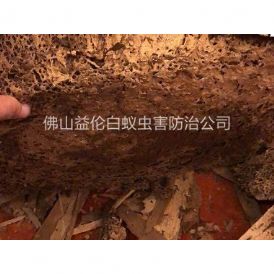 张槎大江路挖出白蚁巢